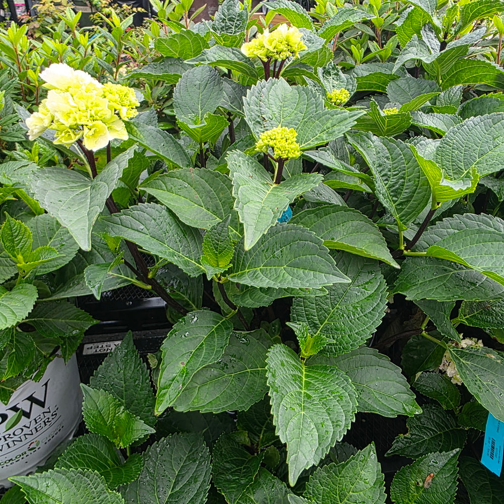 Onyx™ Zebra Mophead Hydrangea