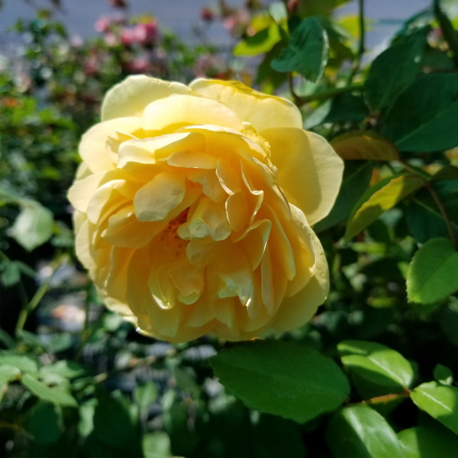 David Austin Golden Celebration® Rose