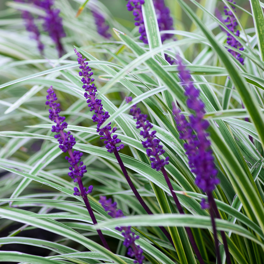 Variegated Lily Turf