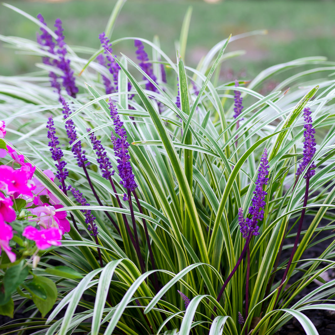 Variegated Lily Turf
