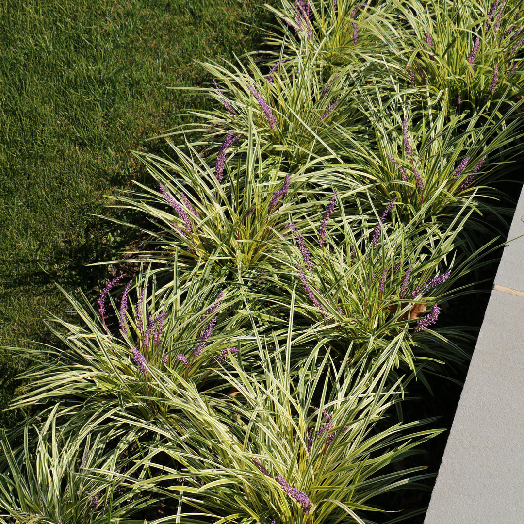 Variegated Lily Turf