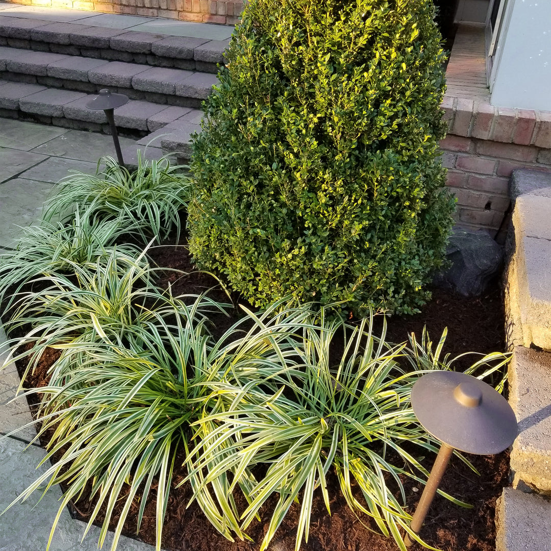 Variegated Lily Turf