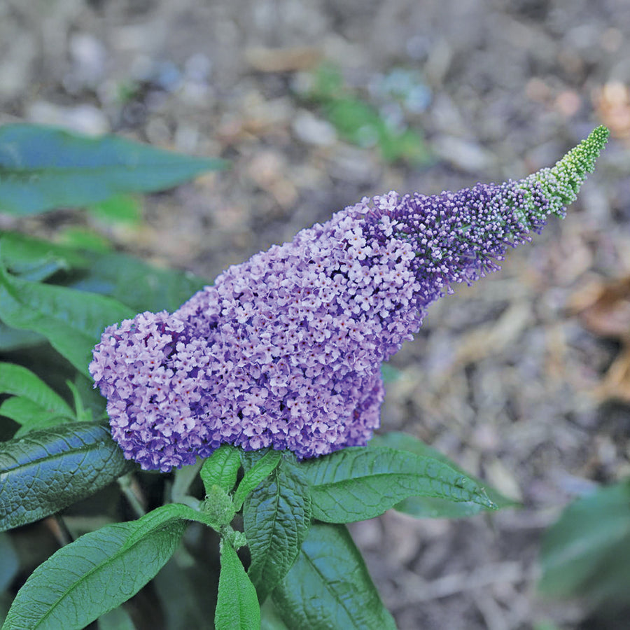 Pugster Amethyst® Dwarf Butterfly Bush