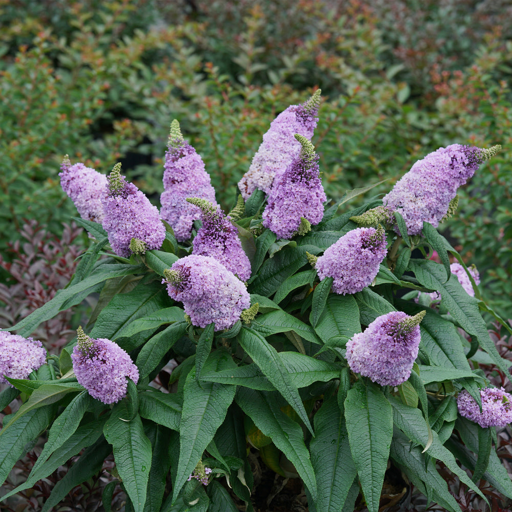 Pugster Amethyst® Dwarf Butterfly Bush