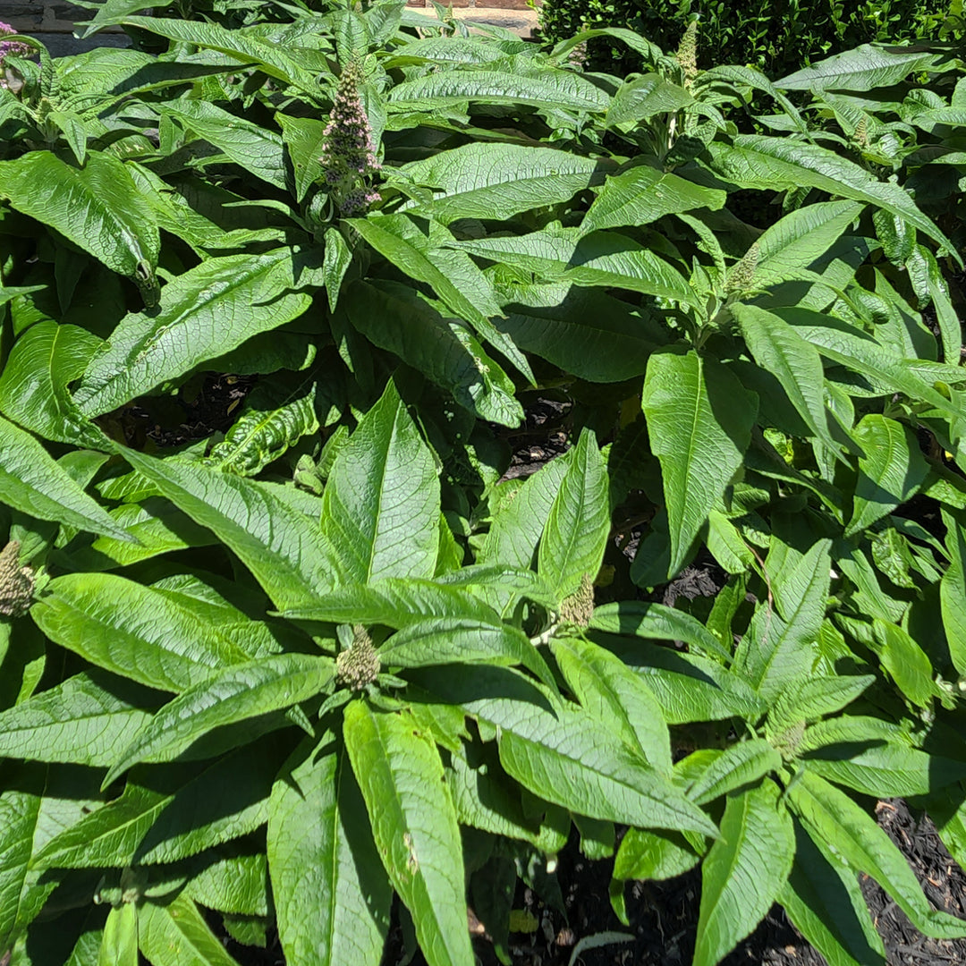Pugster Amethyst® Dwarf Butterfly Bush