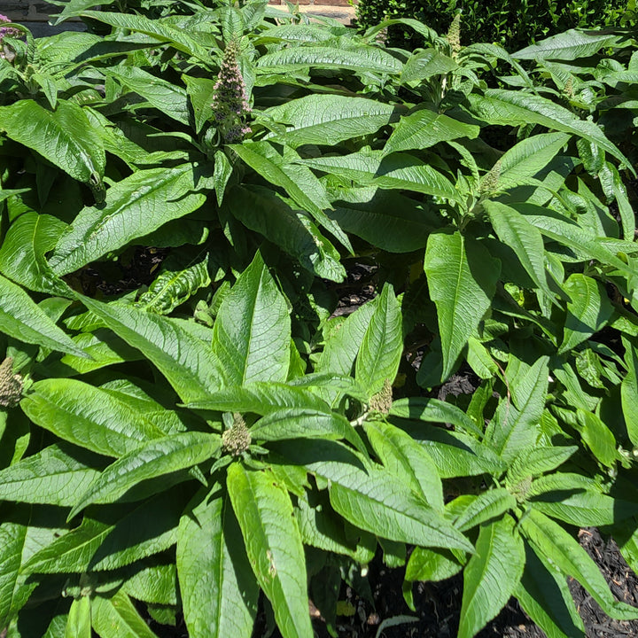 Pugster Amethyst® Dwarf Butterfly Bush