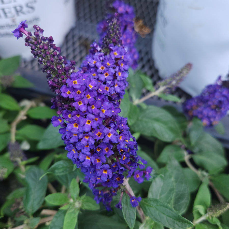 Pugster Blue® Dwarf Butterfly Bush