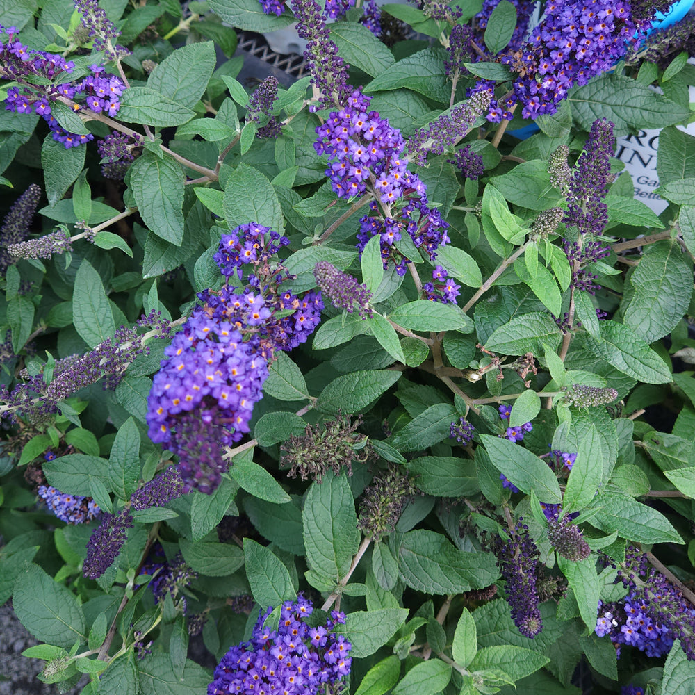 Pugster Blue® Dwarf Butterfly Bush