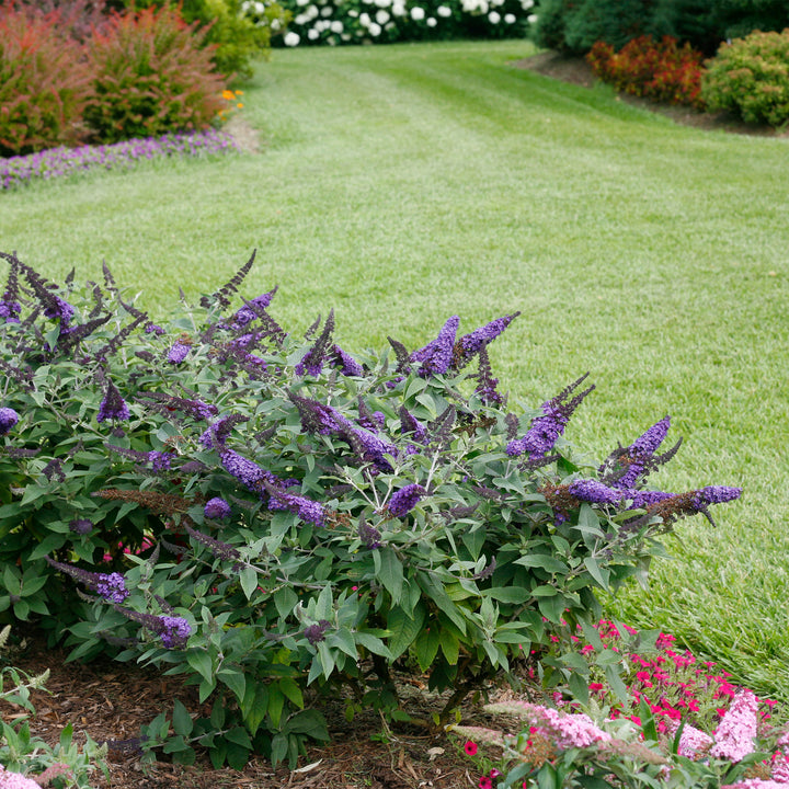 Pugster Blue® Dwarf Butterfly Bush