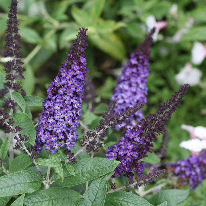 Pugster Blue® Dwarf Butterfly Bush