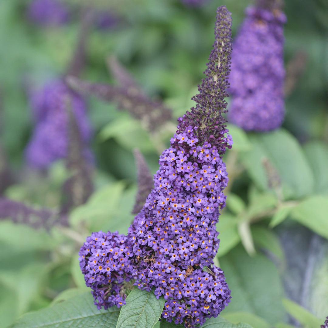 Pugster Blue® Dwarf Butterfly Bush