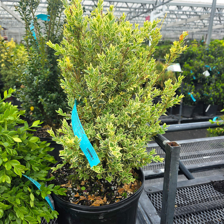 Variegated English Boxwood - Rounded
