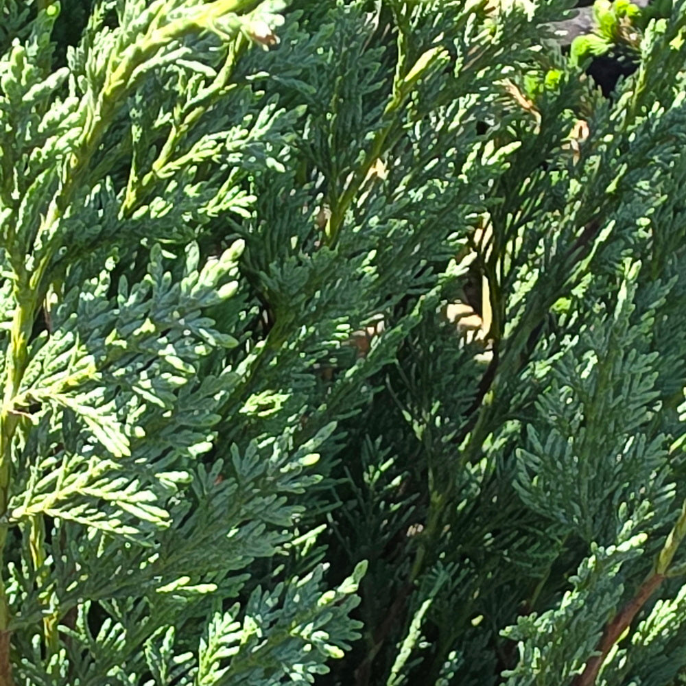 Wichita Blue Juniper