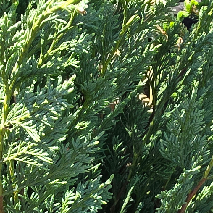 Wichita Blue Juniper