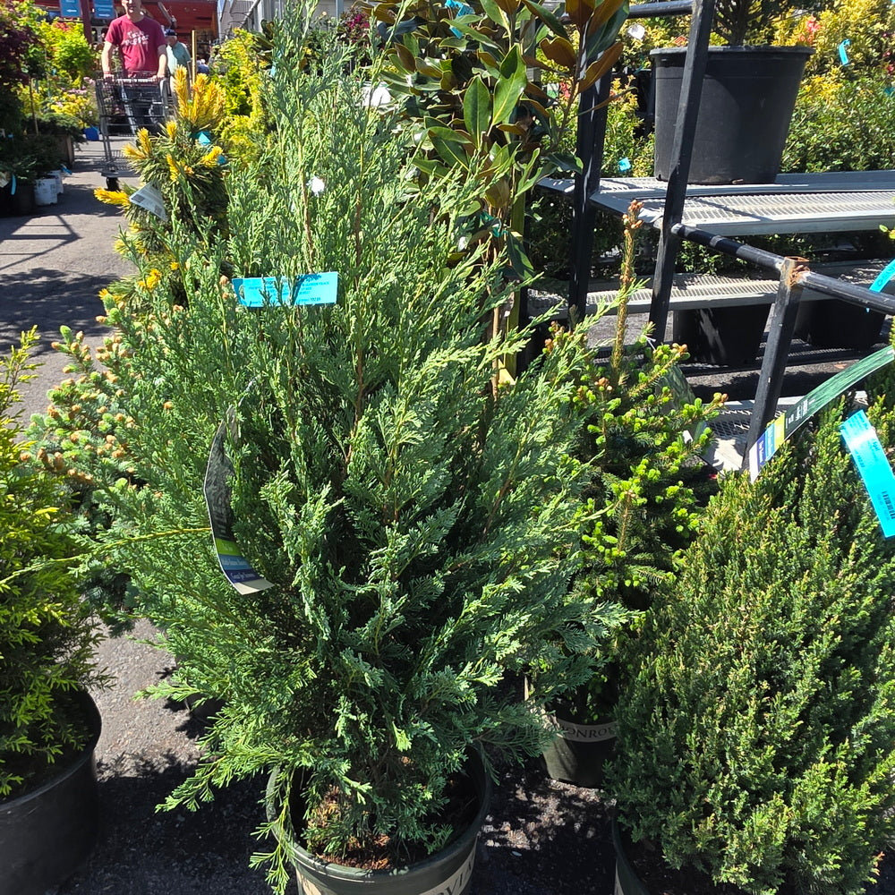 Wichita Blue Juniper