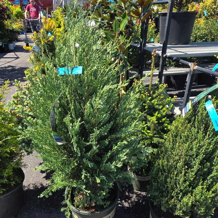 Wichita Blue Juniper
