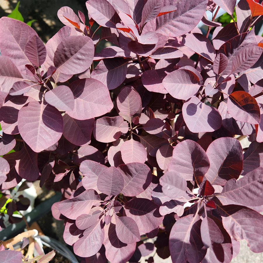 Winecraft Black® Smokebush