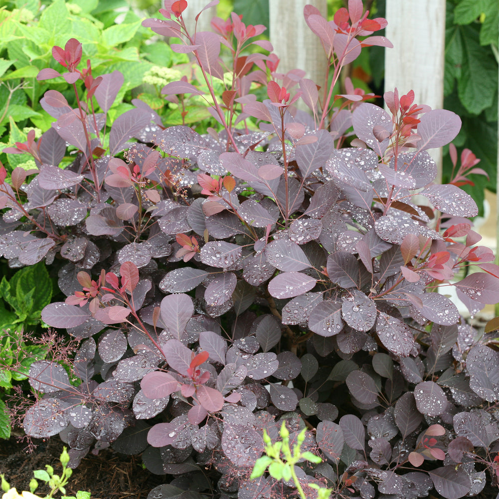 Winecraft Black® Smokebush