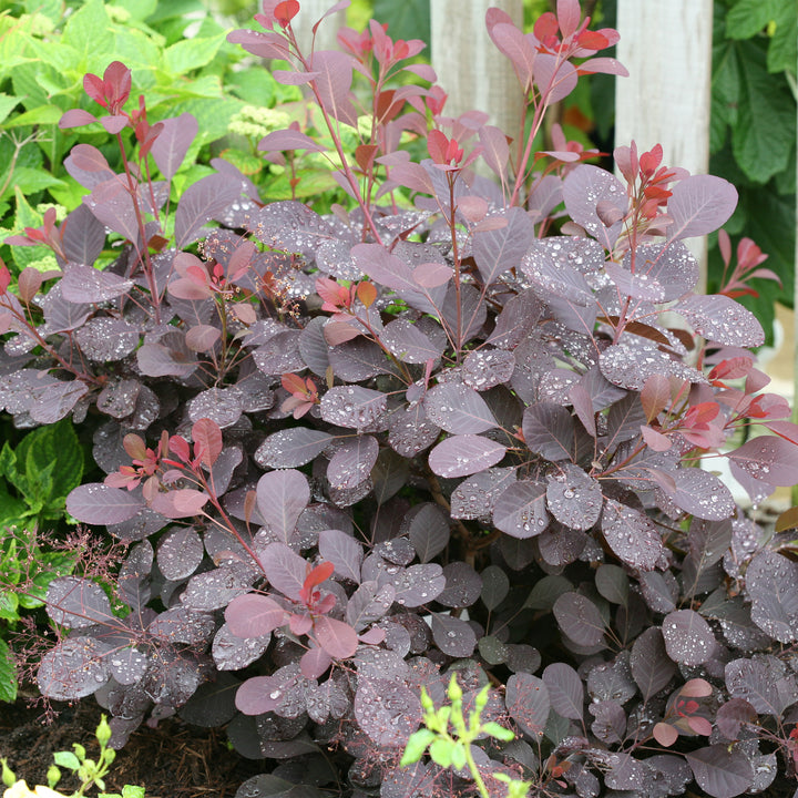 Winecraft Black® Smokebush
