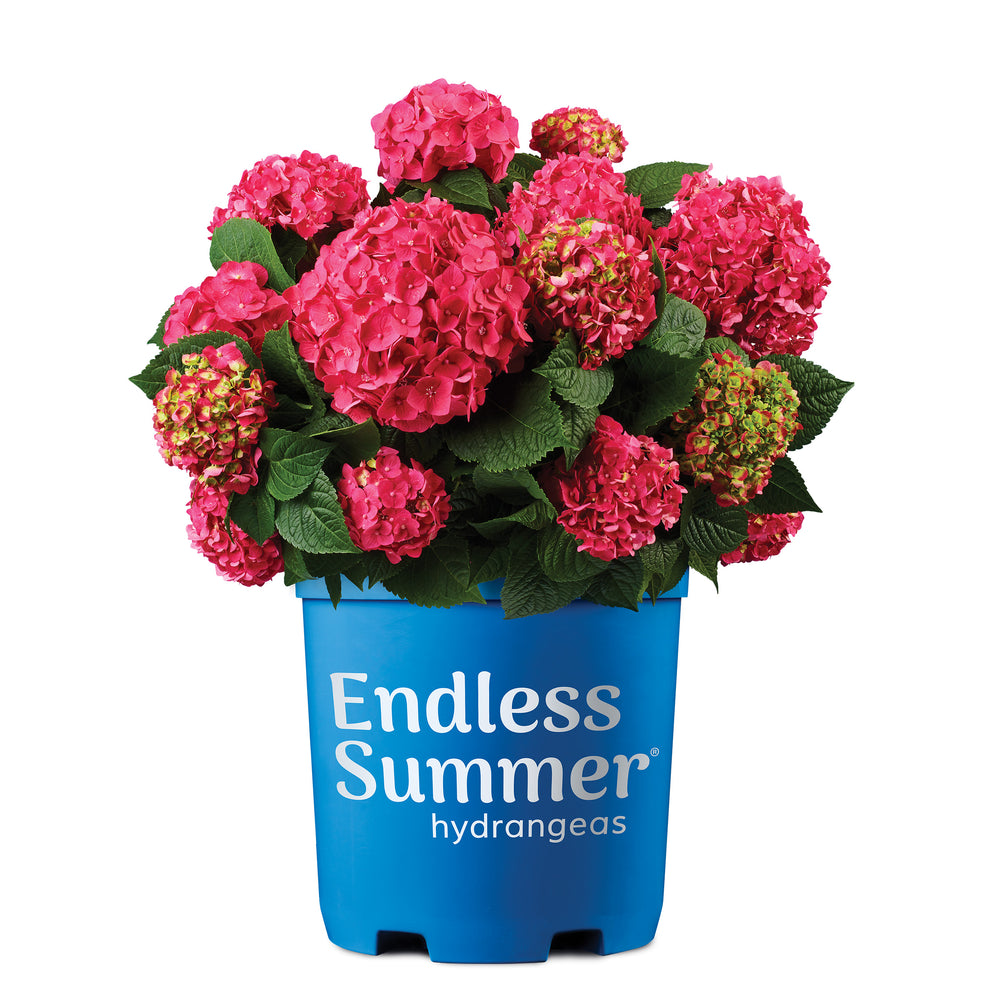 Endless Summer® Summer Crush® Hydrangea