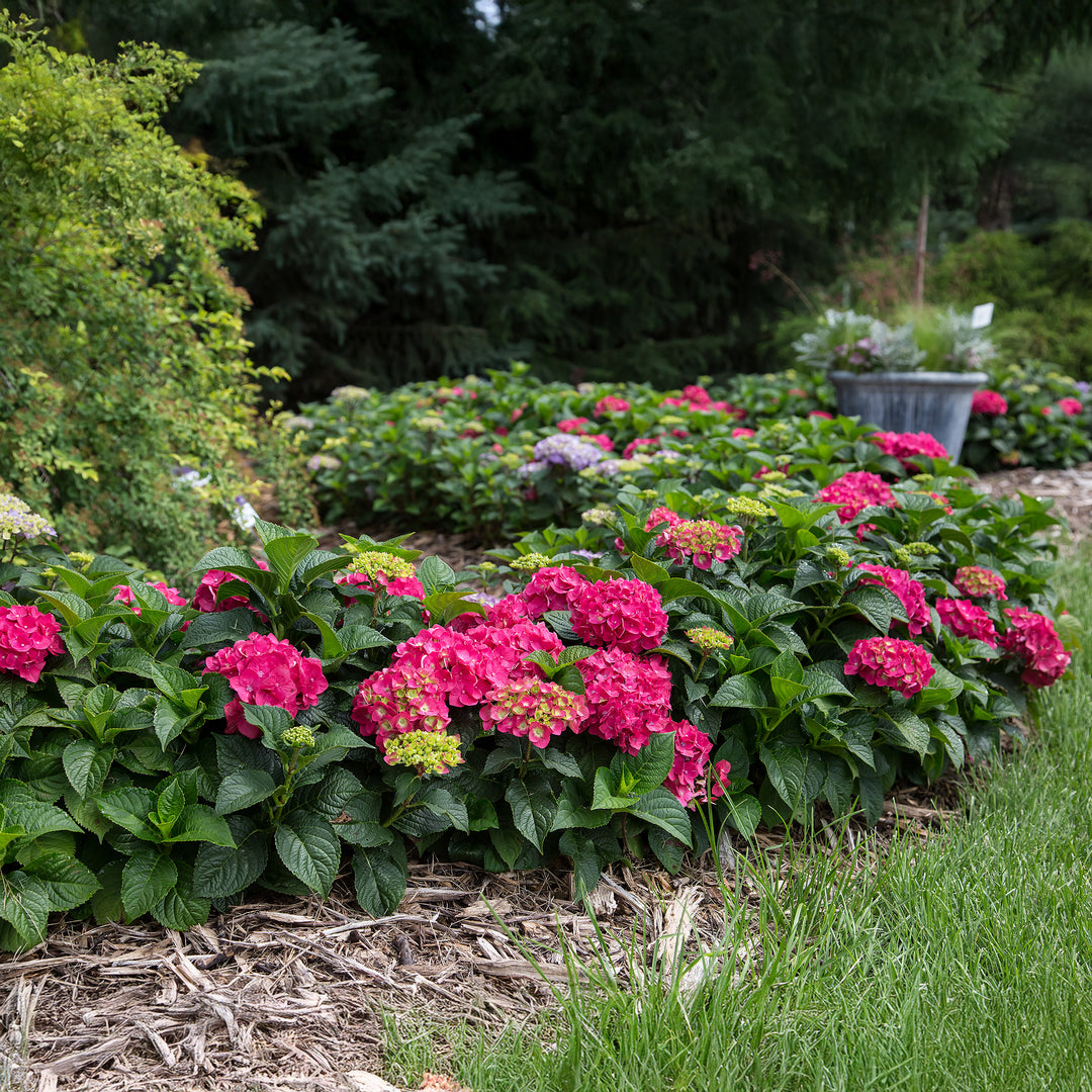 Endless Summer® Summer Crush® Hydrangea