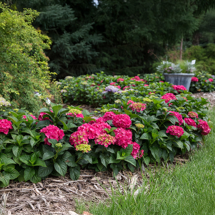 Endless Summer® Summer Crush® Hydrangea