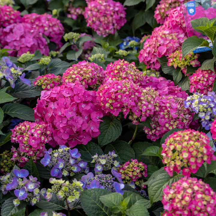 Endless Summer® Summer Crush® Hydrangea