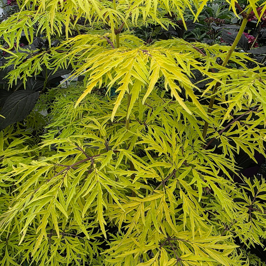 Lemony Lace® Elderberry