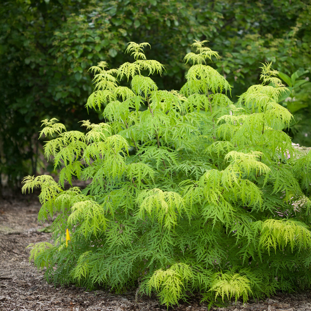 Lemony Lace® Elderberry
