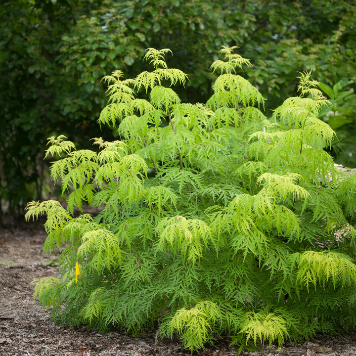 Lemony Lace® Elderberry