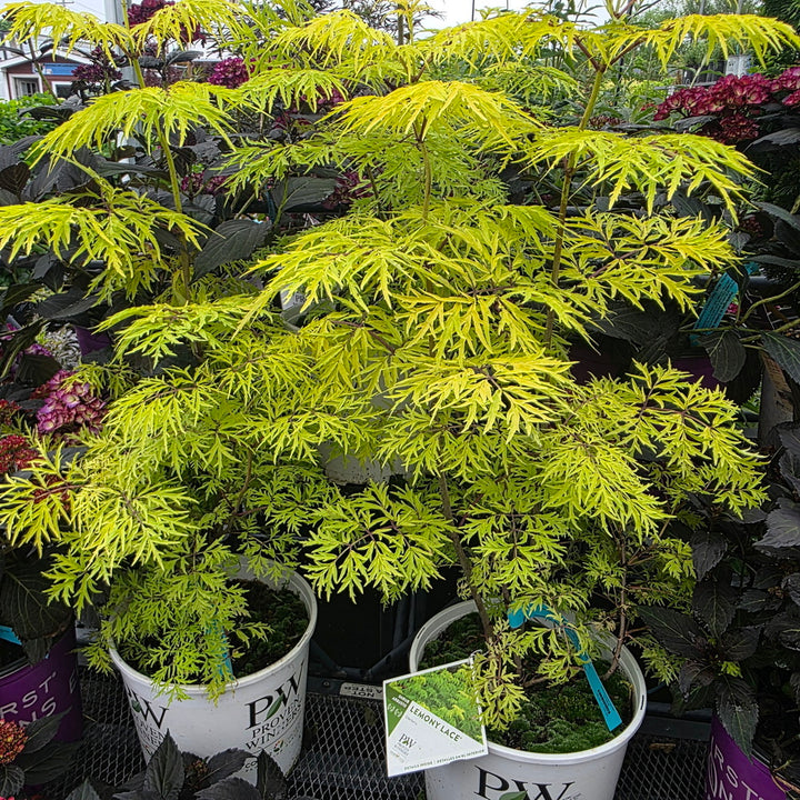 Lemony Lace® Elderberry