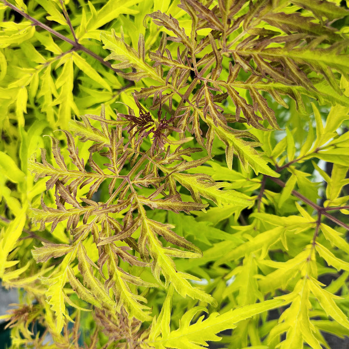 Lemony Lace® Elderberry