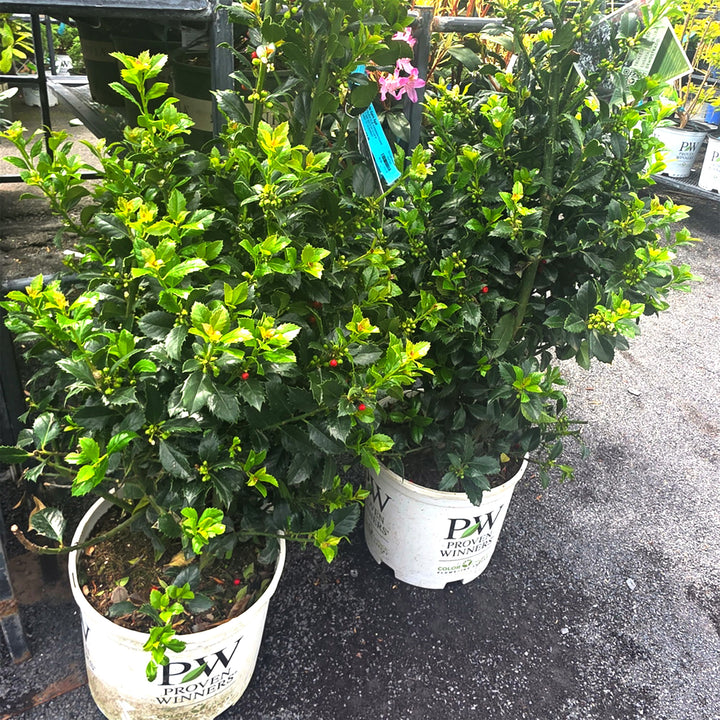 Castle Spire® Blue Holly