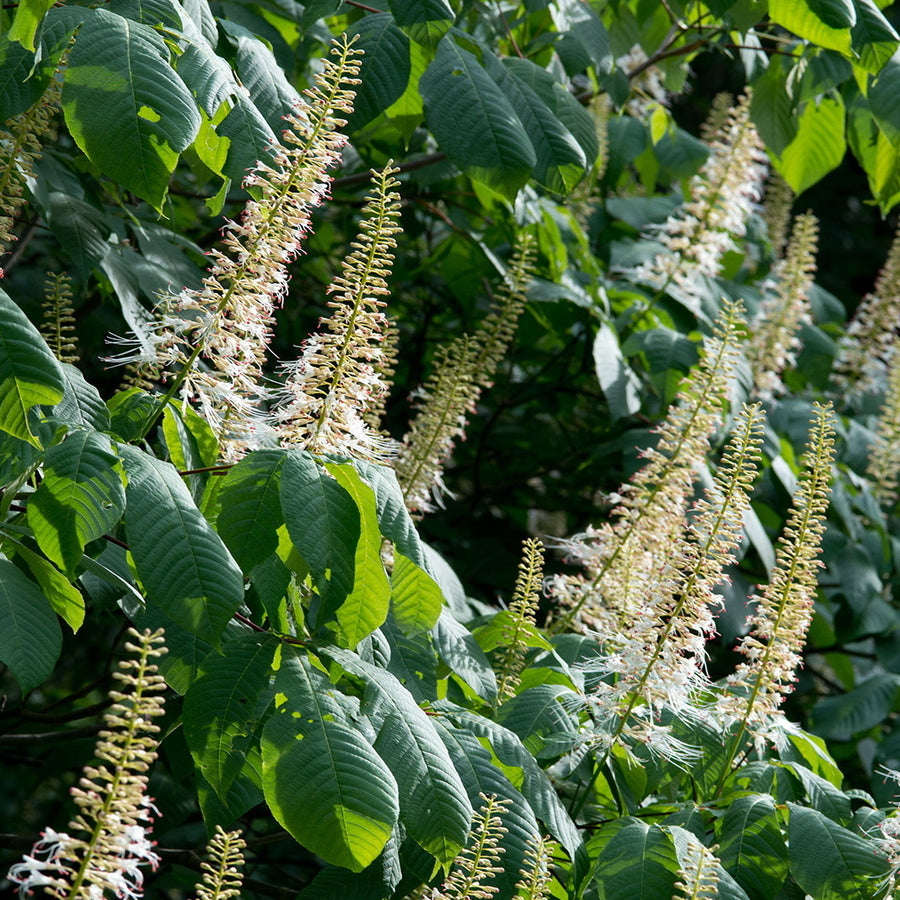 Bottlebrush Buckeye