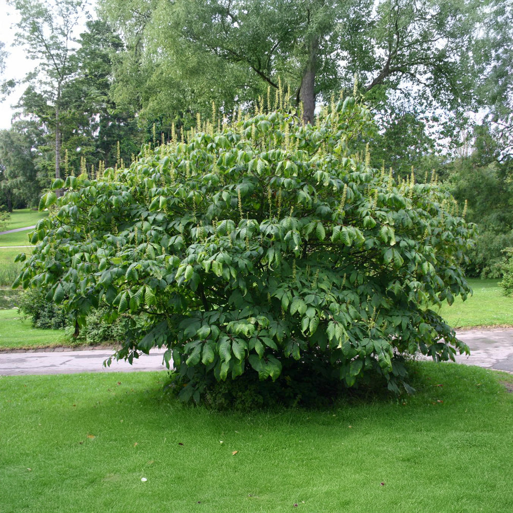 Bottlebrush Buckeye