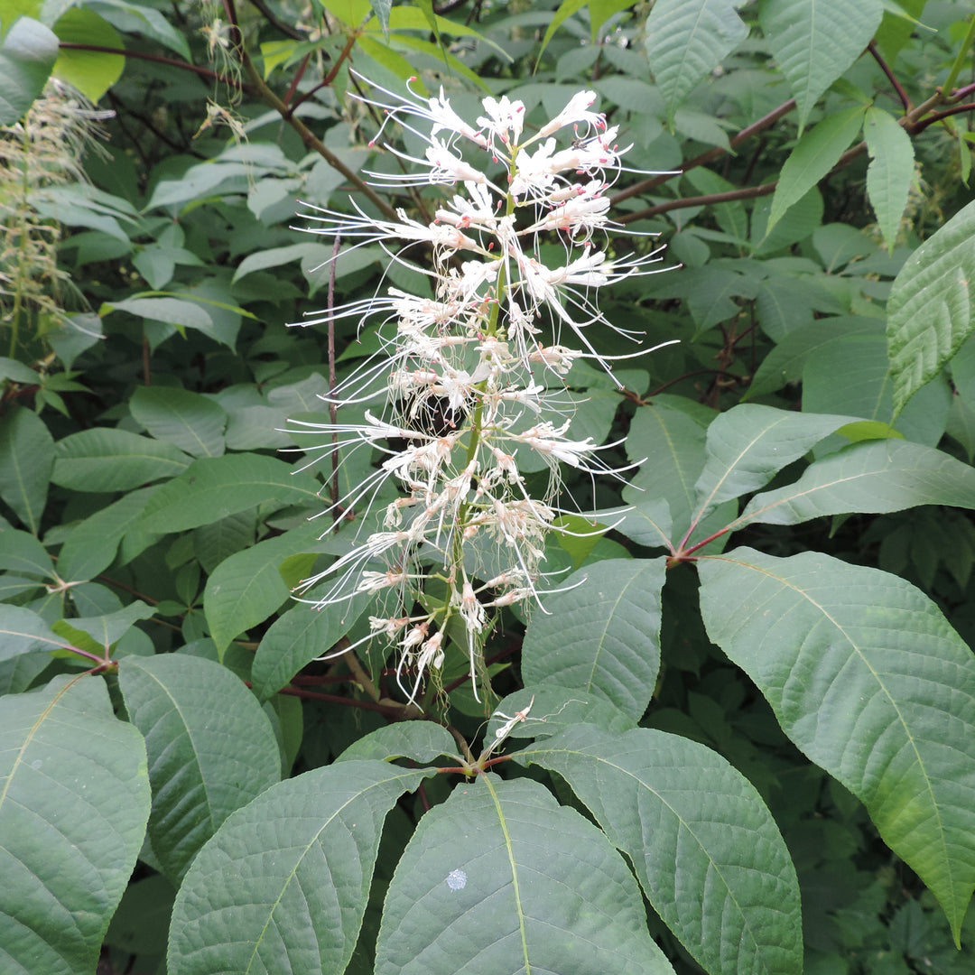 Bottlebrush Buckeye