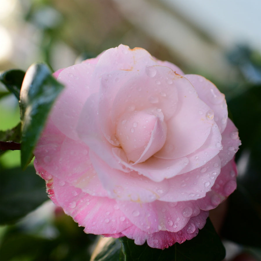 April Blush Camellia