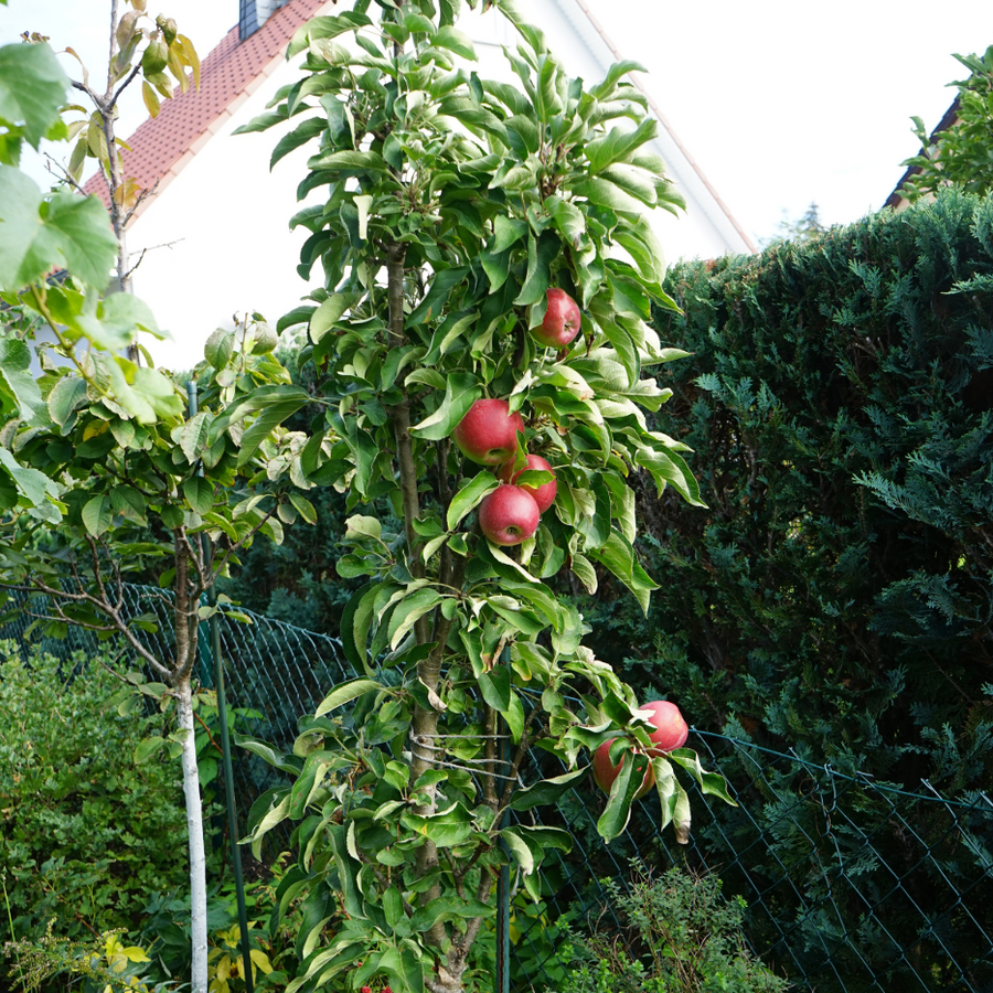 Northpole Columnar Apple