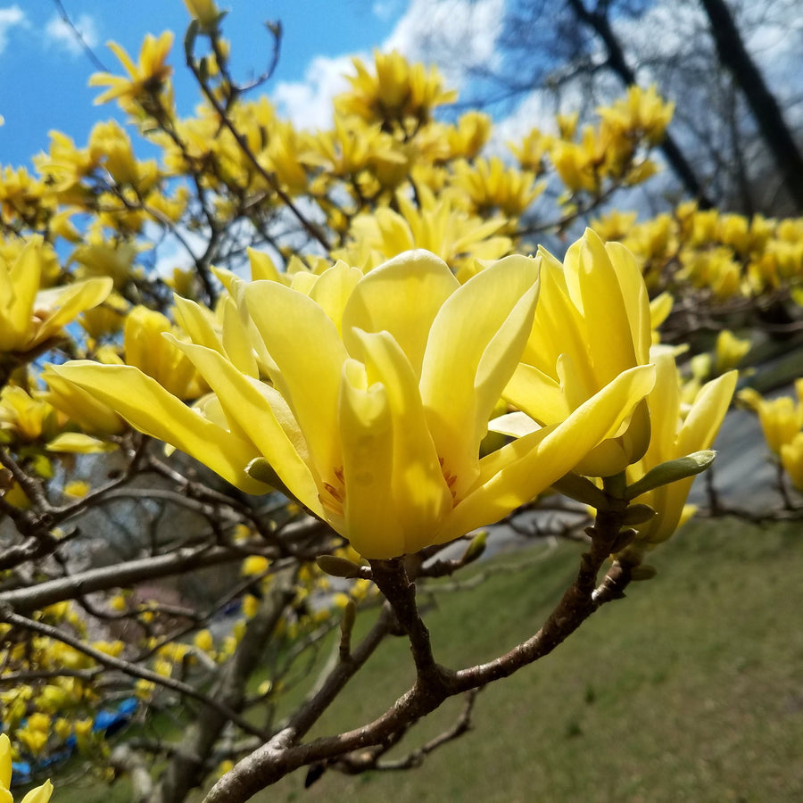 Butterflies Magnolia