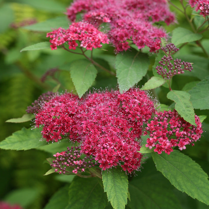 Double Play® Red Spirea