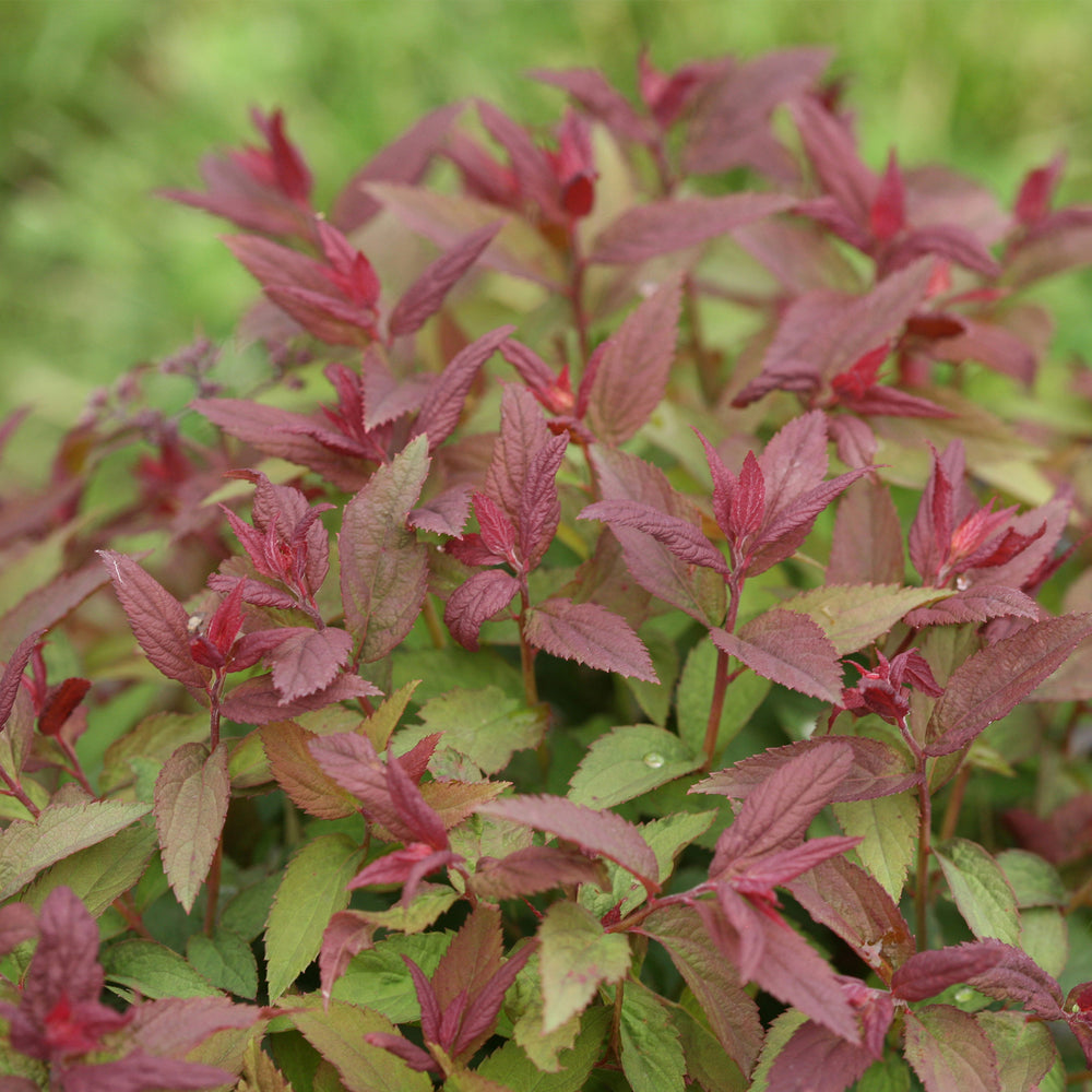Double Play® Red Spirea