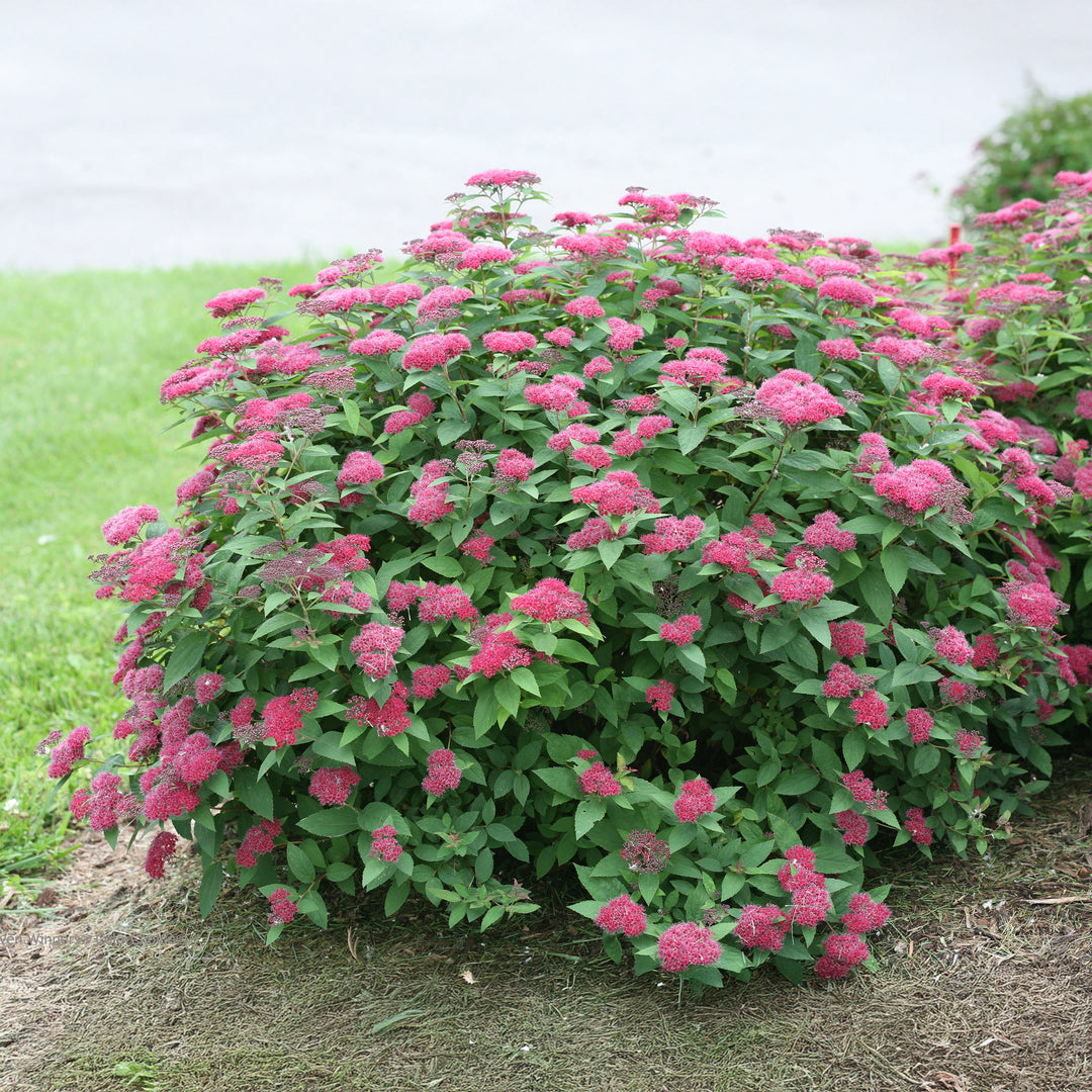 Double Play® Red Spirea