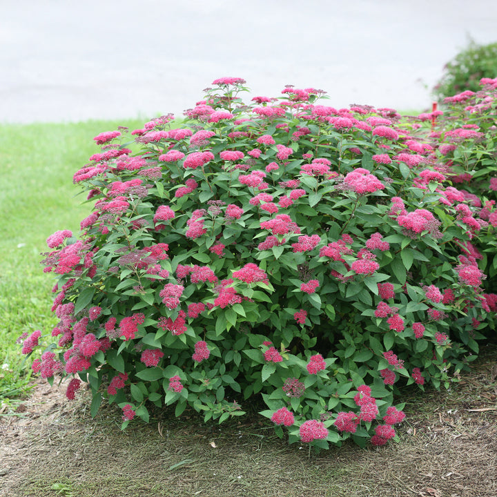 Double Play® Red Spirea