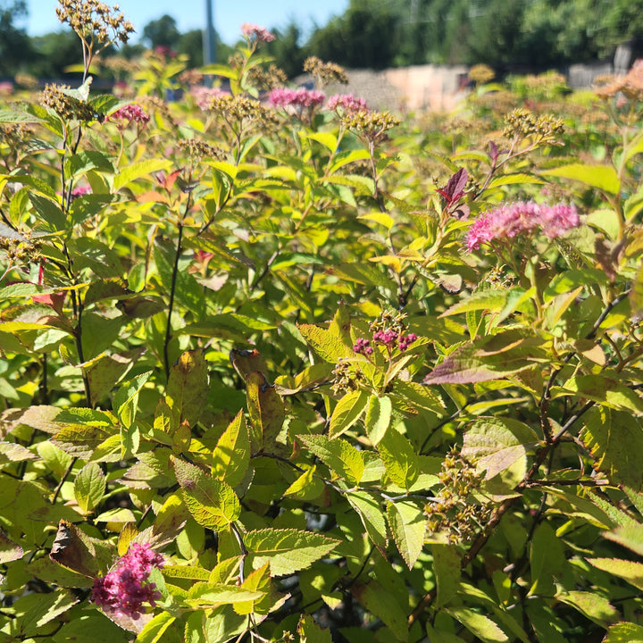 Double Play® Red Spirea