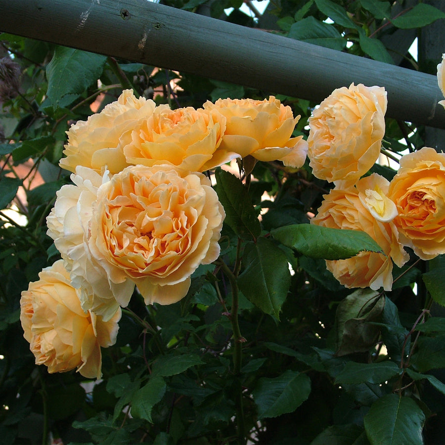 David Austin Crown Princess Margareta® Climbing Rose