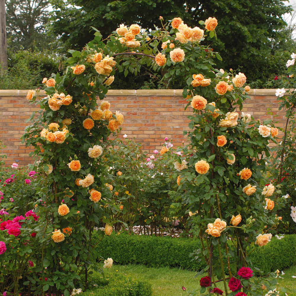 David Austin Crown Princess Margareta® Climbing Rose