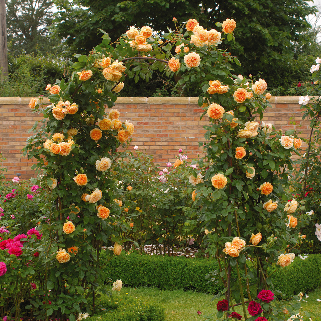 David Austin Crown Princess Margareta® Climbing Rose