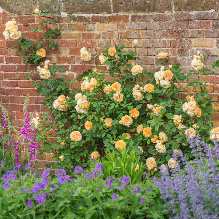 David Austin Crown Princess Margareta® Climbing Rose