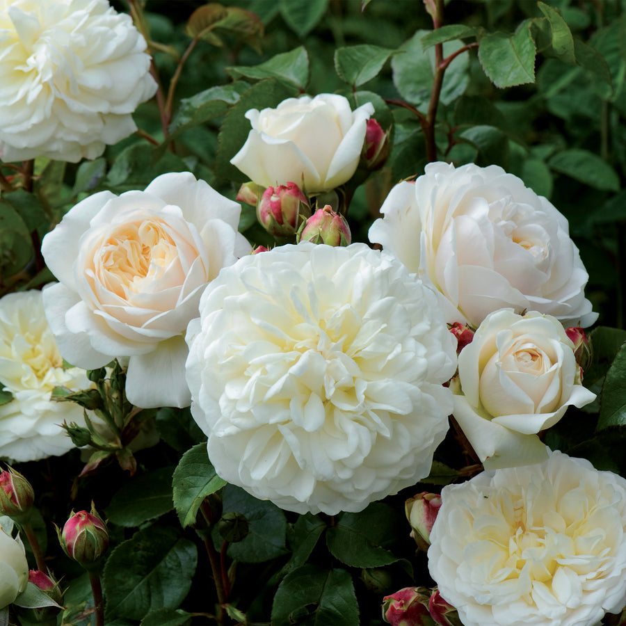 David Austin Tranquility® Rose
