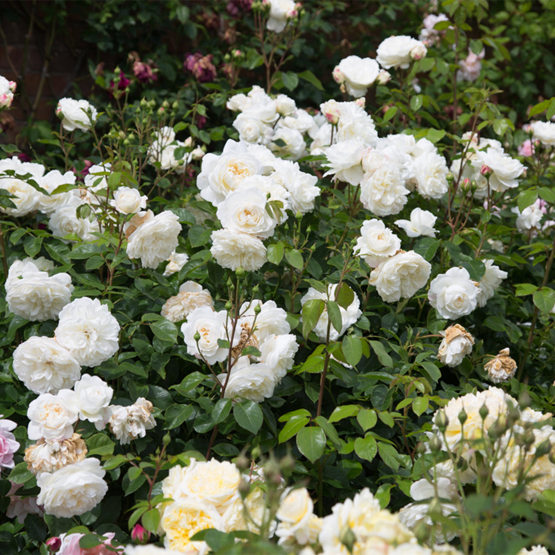 David Austin Tranquility® Rose